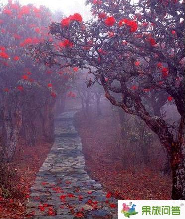 师宗杜鹃花